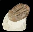 Asaphus Holmi Trilobite With Exposed Hypostome - Russia #89063-2